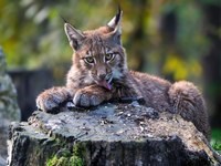 Фото Ледовый дворец Смоленской государственной академии физической культуры